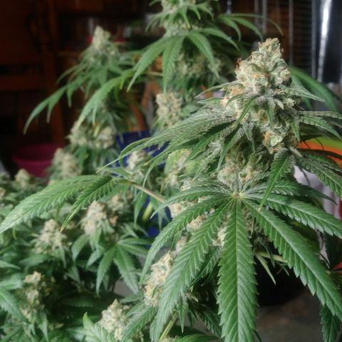 Pineapple Express growlog timeline photo