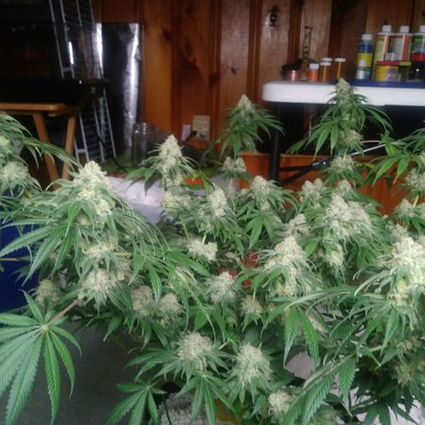 Pineapple Express growlog timeline photo