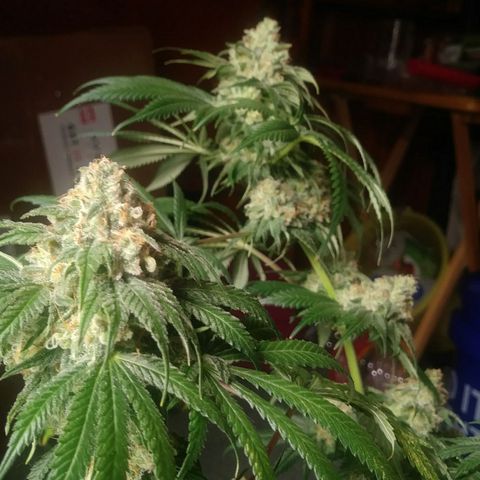 Pineapple Express growlog timeline photo