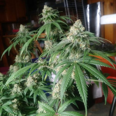 Pineapple Express growlog timeline photo