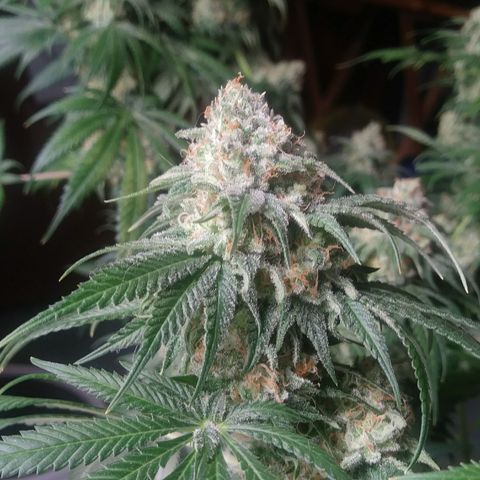Pineapple Express growlog timeline photo