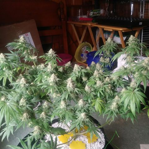 Pineapple Express growlog timeline photo