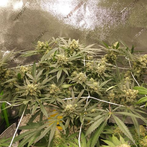 Green Cush growlog timeline photo
