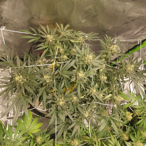 Green Cush growlog timeline photo
