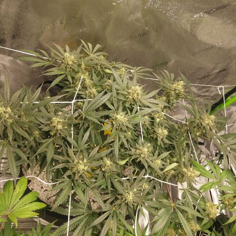 Green Cush growlog timeline photo