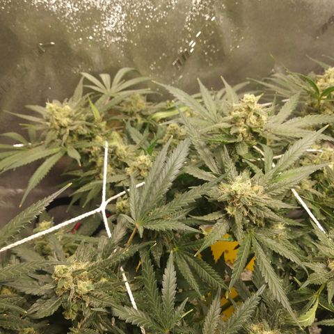 Green Cush growlog timeline photo