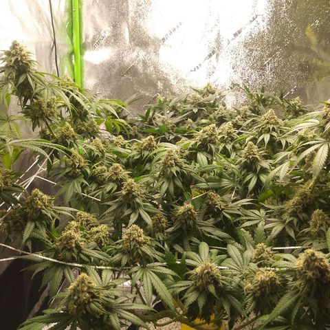 Pineapple Express growlog timeline photo
