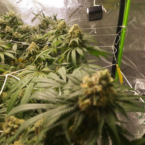 Pineapple Express growlog timeline photo