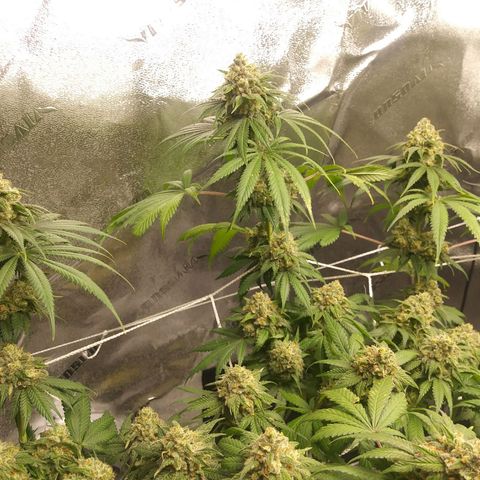 Pineapple Express growlog timeline photo