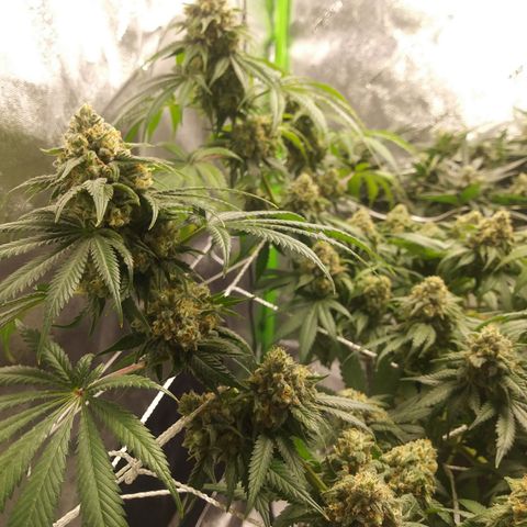 Pineapple Express growlog timeline photo