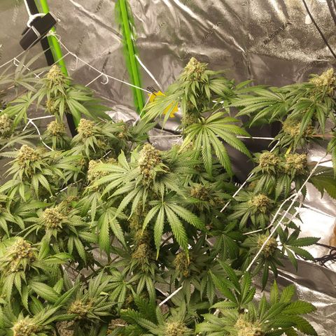 Pineapple Express growlog timeline photo
