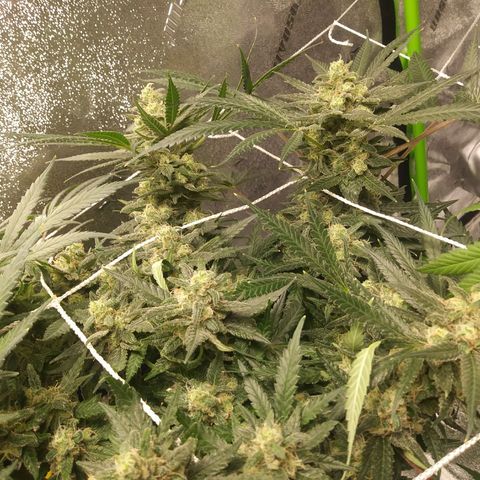 Green Cush growlog timeline photo