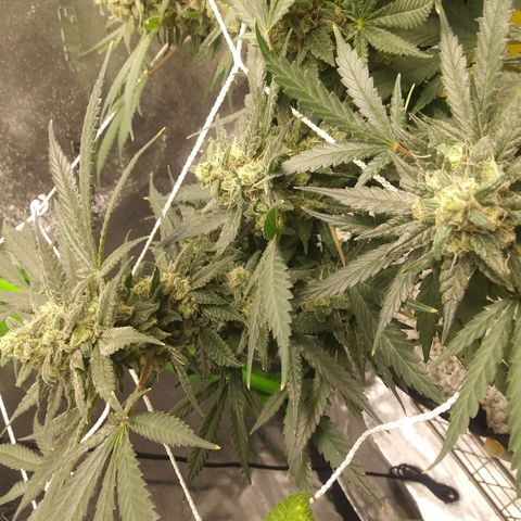 Green Cush growlog timeline photo
