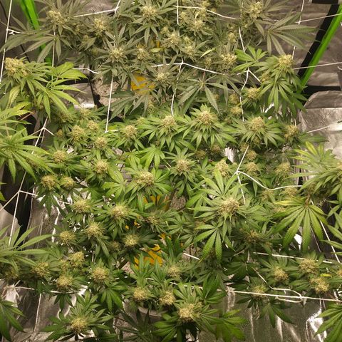 Pineapple Express growlog timeline photo