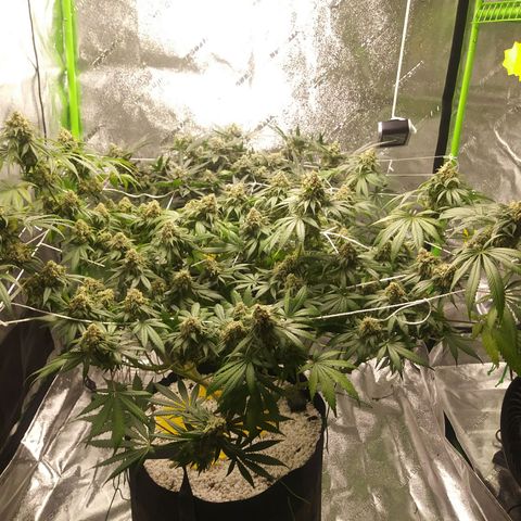Pineapple Express growlog timeline photo