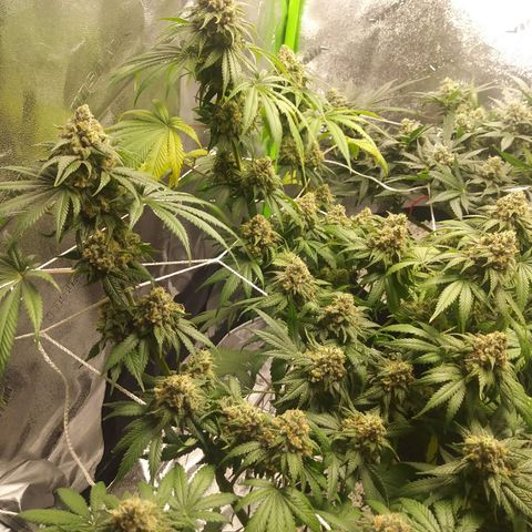 Pineapple Express growlog timeline photo