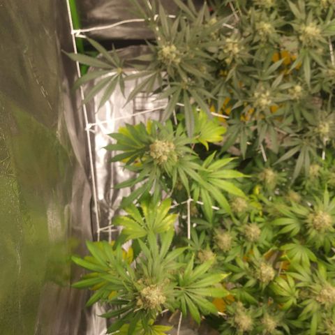 Pineapple Express growlog timeline photo