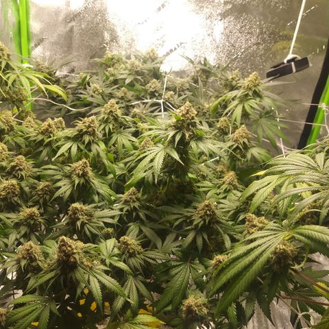 Pineapple Express growlog timeline photo