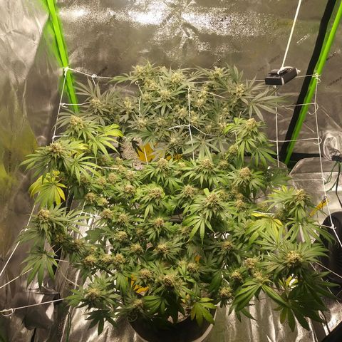 Pineapple Express growlog timeline photo