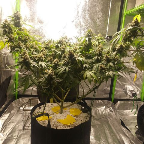 Pineapple Express growlog timeline photo