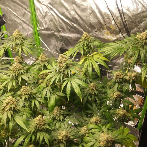 Pineapple Express growlog timeline photo