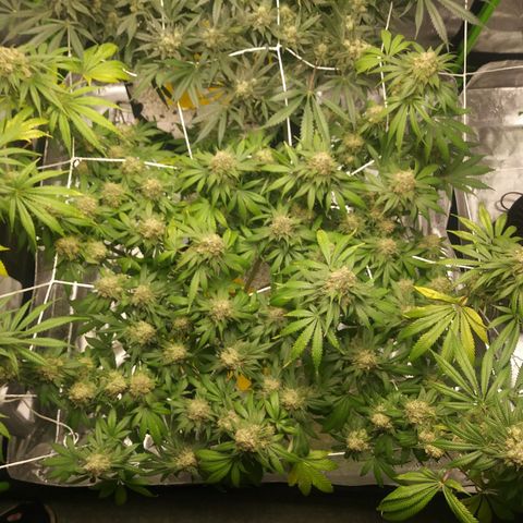 Pineapple Express growlog timeline photo
