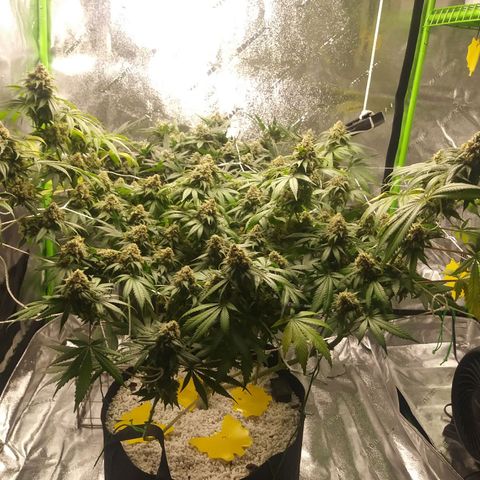Pineapple Express growlog timeline photo