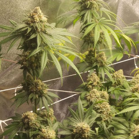 Pineapple Express growlog timeline photo