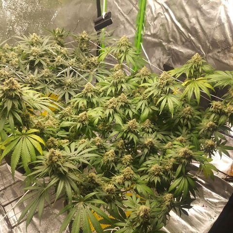 Pineapple Express growlog timeline photo