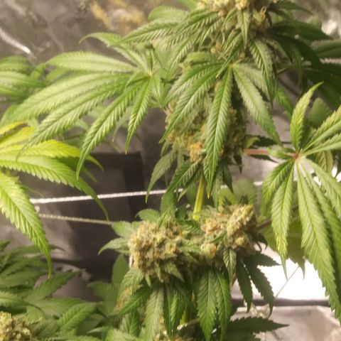 Pineapple Express growlog timeline photo