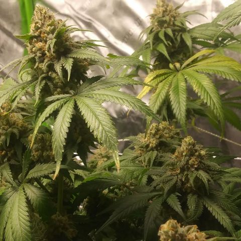 Pineapple Express growlog timeline photo