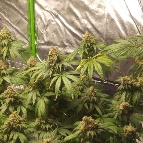 Pineapple Express growlog timeline photo