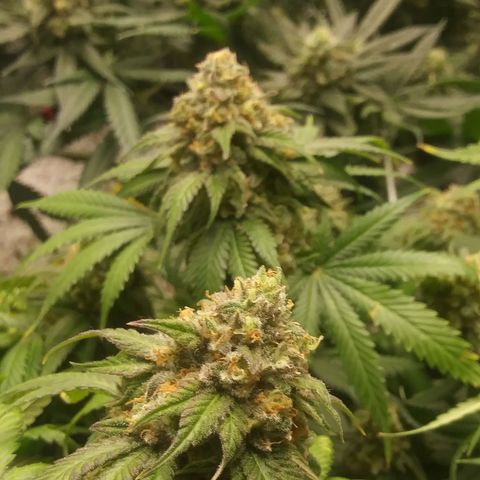 Pineapple Express growlog timeline photo