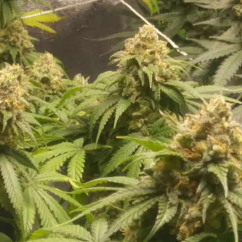 Pineapple Express growlog timeline photo