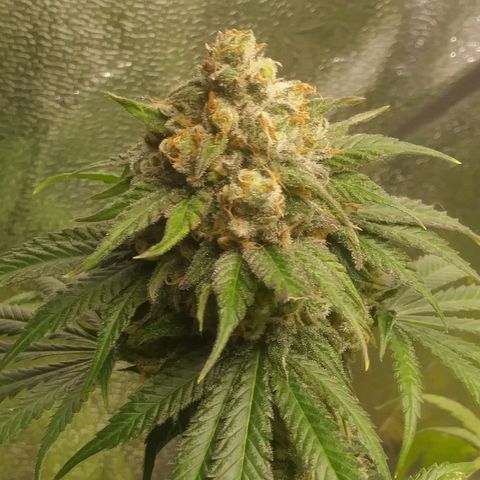 Pineapple Express growlog timeline photo