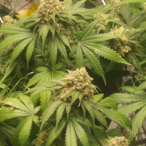Pineapple Express growlog timeline photo