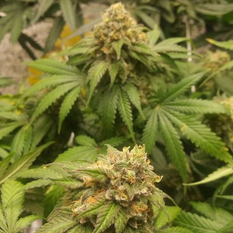 Pineapple Express growlog timeline photo