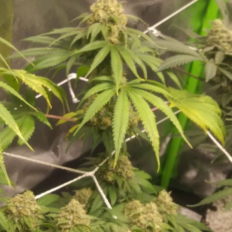 Pineapple Express growlog timeline photo