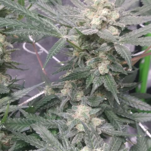 Green Cush growlog timeline photo