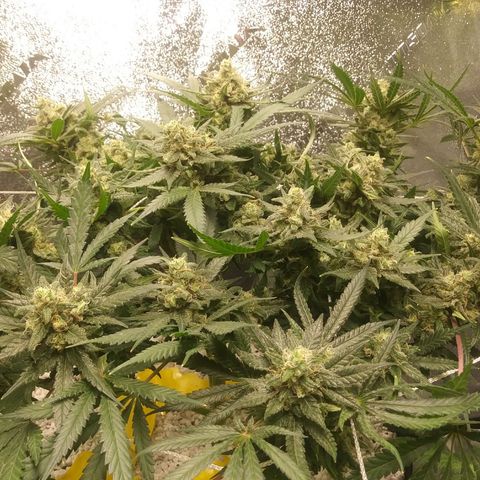 Green Cush growlog timeline photo