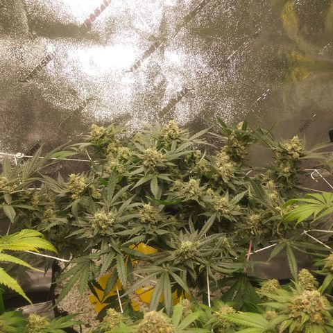 Green Cush growlog timeline photo