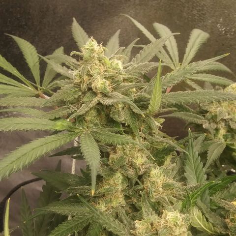 Green Cush growlog timeline photo