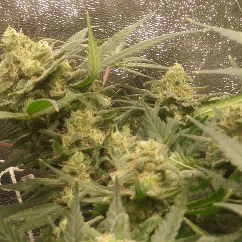 Green Cush growlog timeline photo