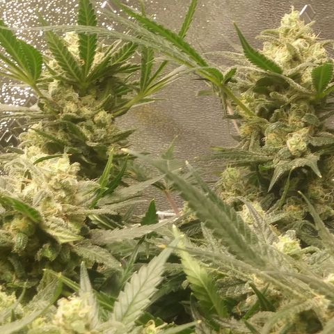Green Cush growlog timeline photo