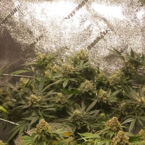 Green Cush growlog timeline photo