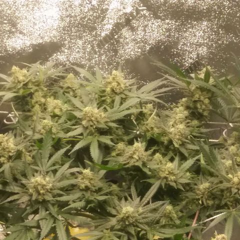 Green Cush growlog timeline photo