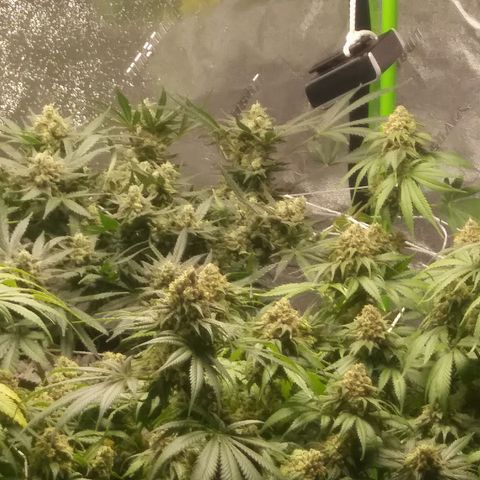 Green Cush growlog timeline photo