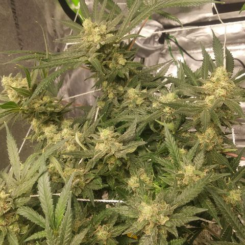 Green Cush growlog timeline photo