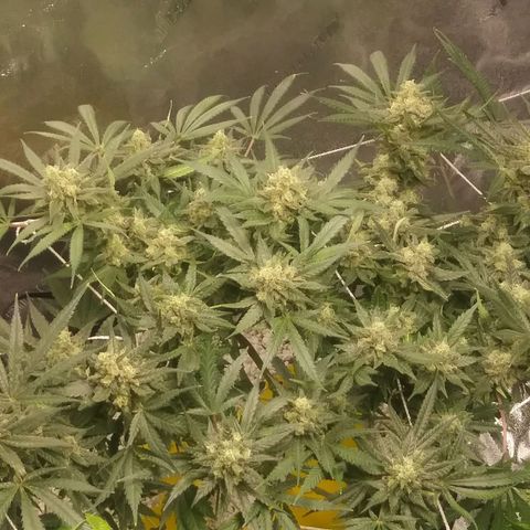 Green Cush growlog timeline photo