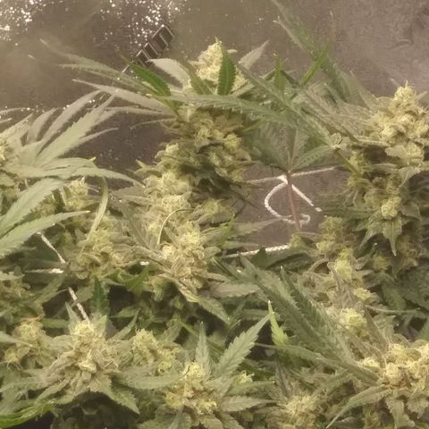 Green Cush growlog timeline photo